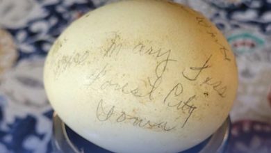 العثور-على-بيضة-صمدت-مدة-تجاوزت-70-سنة