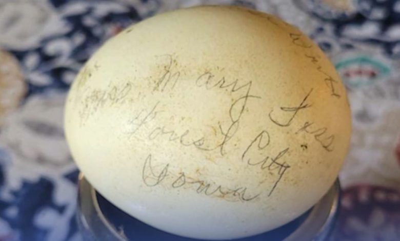العثور-على-بيضة-صمدت-مدة-تجاوزت-70-سنة